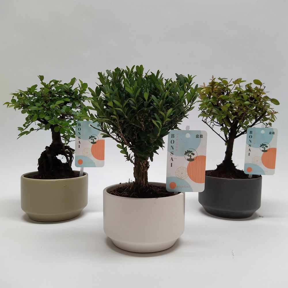 Bonsai in ghiveci ceramic, H 21 cm