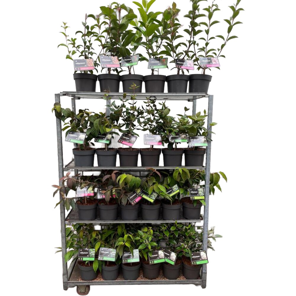 Viburnum Plicatum Calin, D 23 cm, H 60 cm