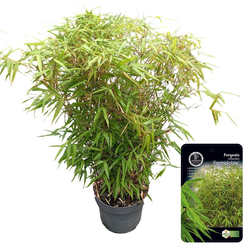 Arbust ornamental Fargesia Robusta Formidable, H 70 cm