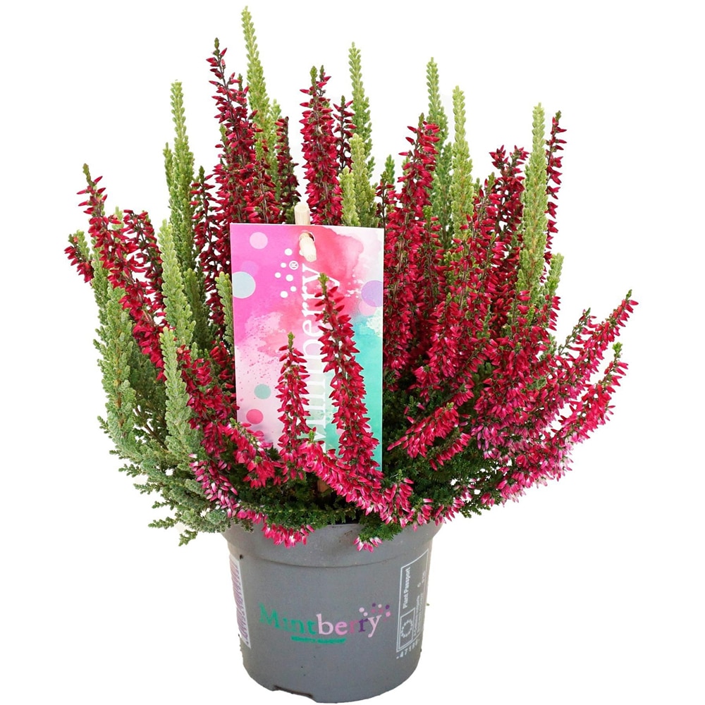 Calluna Beauty Ladies Mint Berry, D11 cm, H15 cm