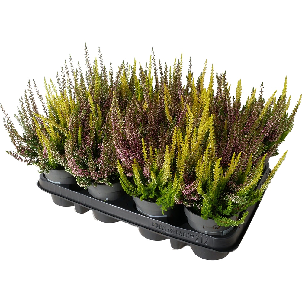 Calluna Beauty Ladies Twins, D9.5 cm, H15 cm
