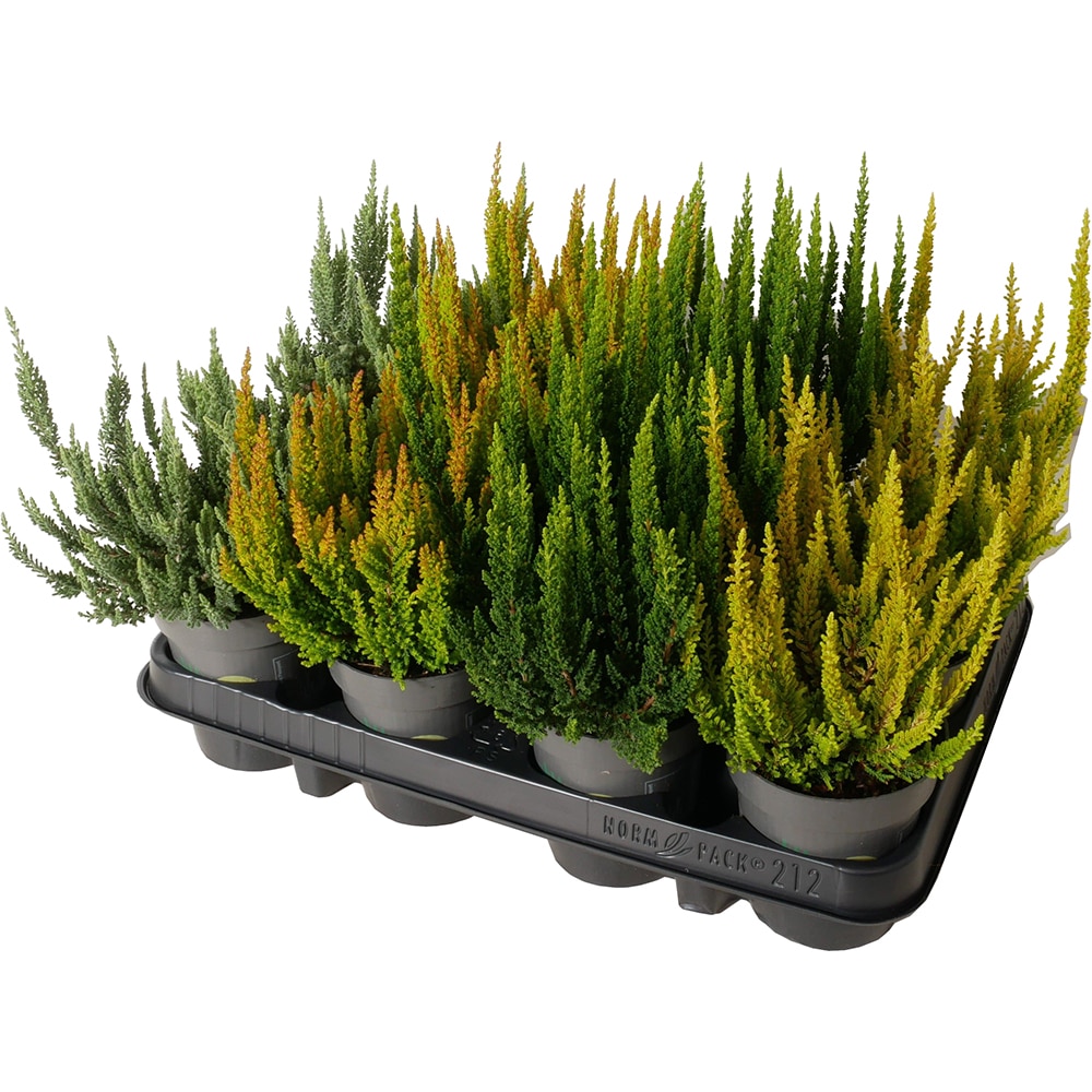 Calluna Beauty Ladies Skyline, D9.5 cm, H15 cm