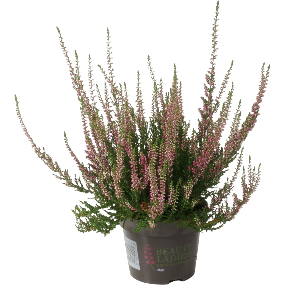 Calluna Beauty Ladies, D12 cm, H20 cm
