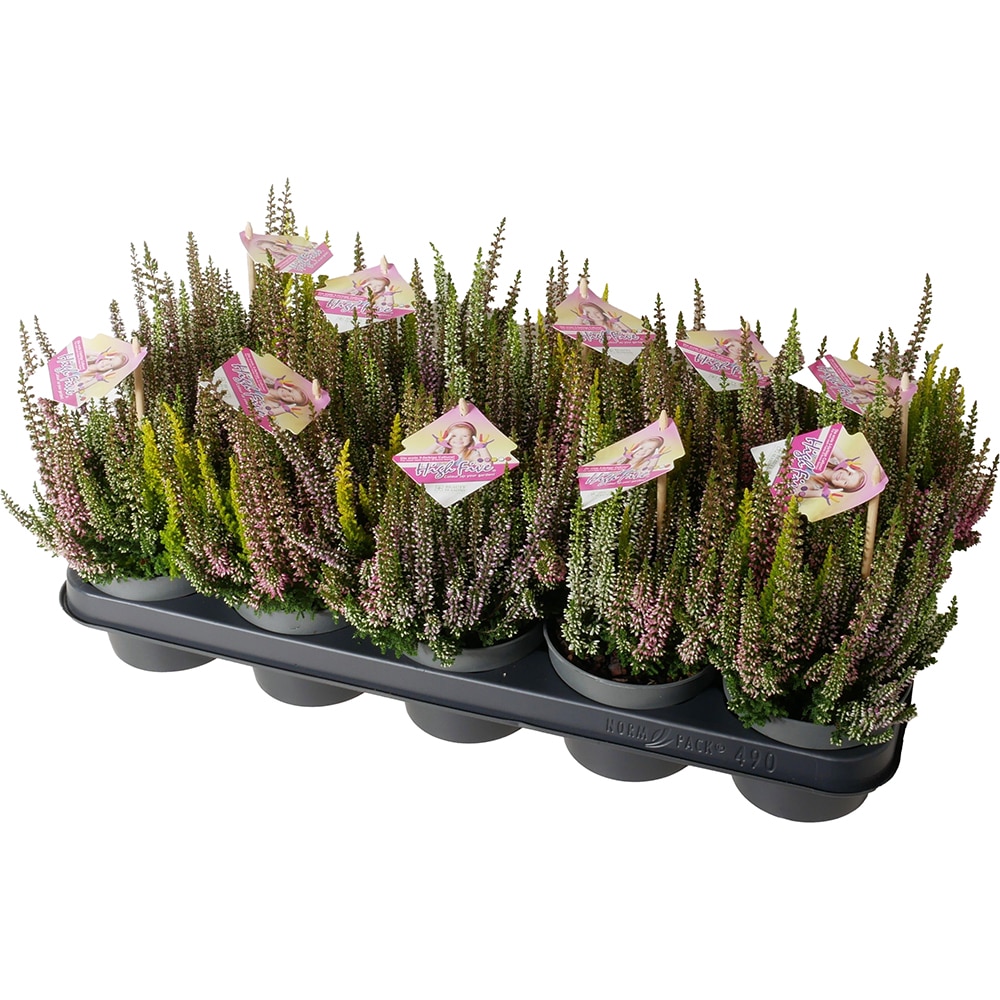 Calluna Beauty Ladies High Five, D12 cm, H20 cm