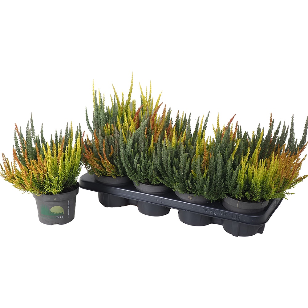 Calluna Beauty Ladies Skyline Trio, D13 cm, H25 cm