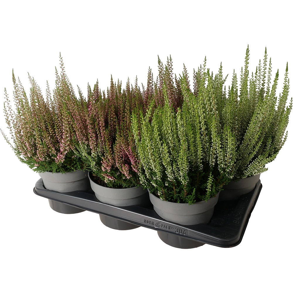Calluna Beauty Ladies, D17 cm, H25 cm