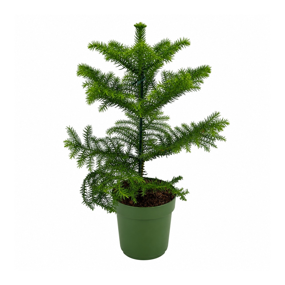 Brad de camera (Araucaria heterophylla), H 23 cm