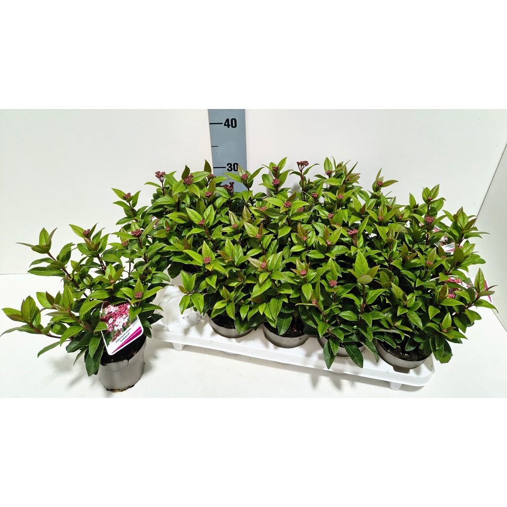Laurustin (Viburnum tinus), H 30 cm