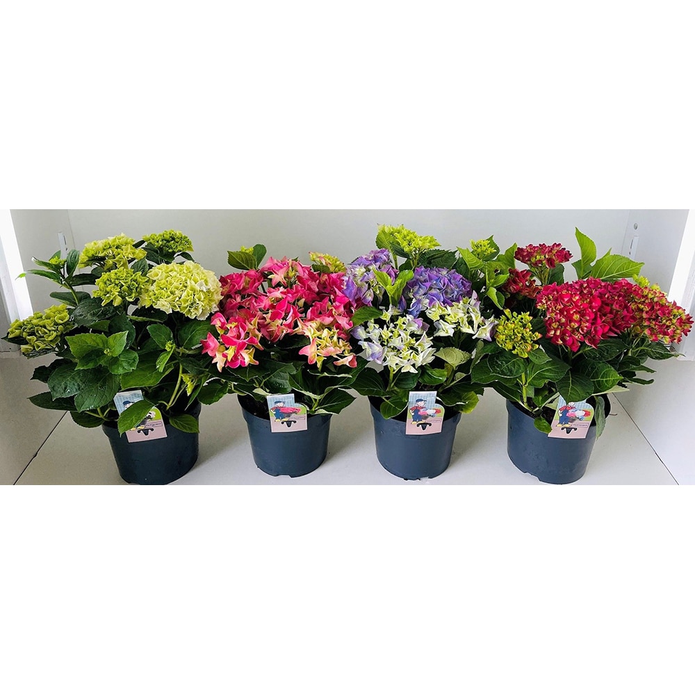 Hortensie Hydrangea Macrophylla, H 45 cm