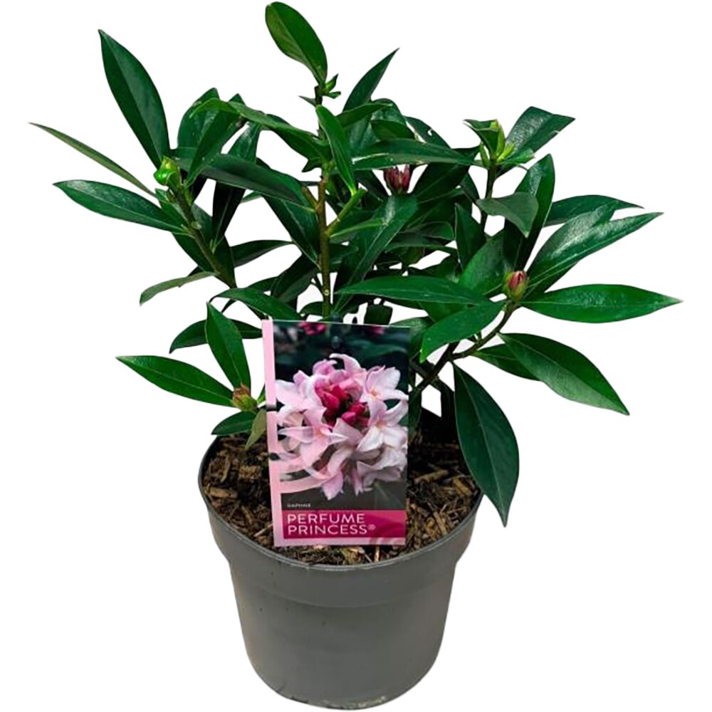 Daphne Perfume Princess, H 45 cm