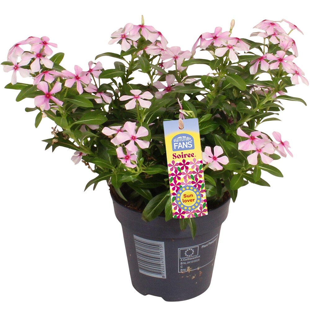Vinca De Madagascar - Catharanthus Soiree, D 10.5 cm, H 22 cm