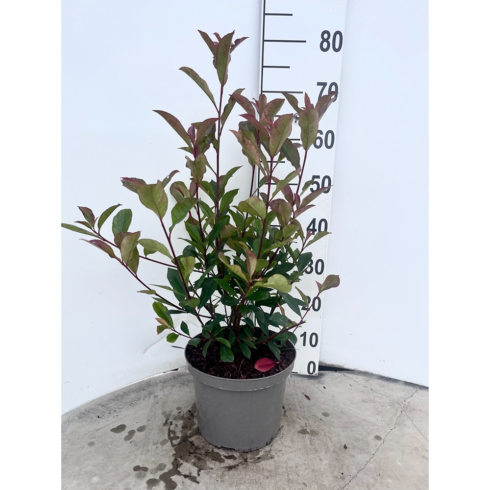 Arbust ornamental Fotinia (Photinia fraseri Carre Rouge), D23 cm, H 60 cm