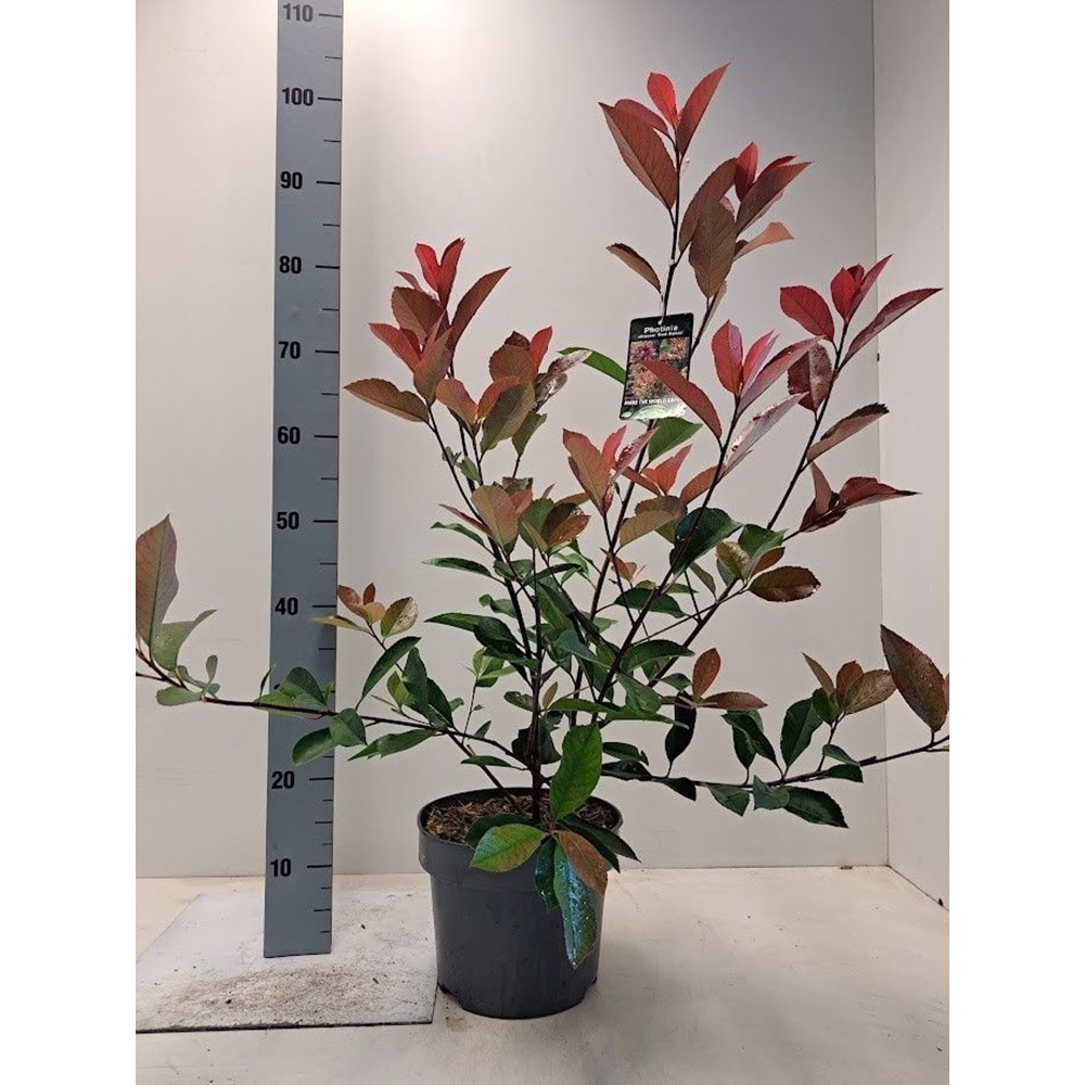 Photinia Fraseri Red Robin, D23 cm, H80 cm