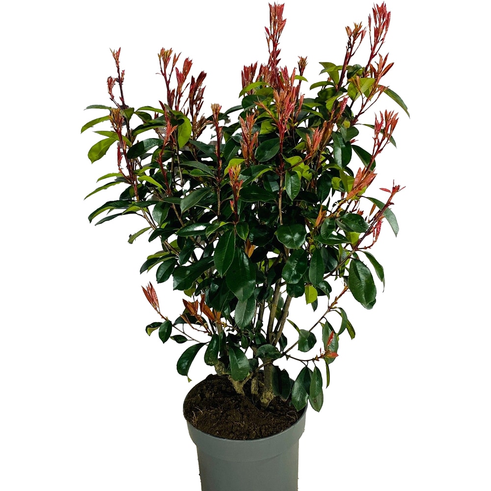 Photinia Fraseri Red Robin, D29 cm, H80 cm