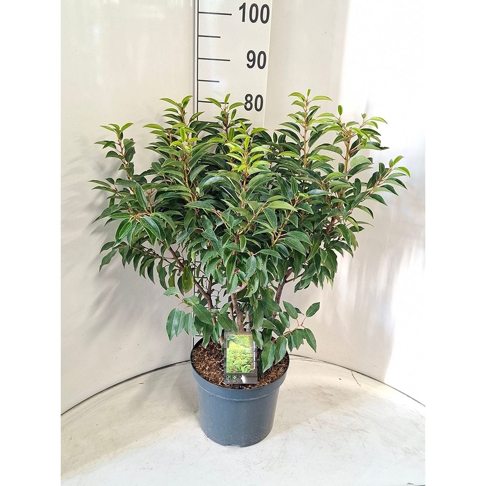 Laur portughez (Prunus lusitanica Angustifolia), D26 cm, H 100 cm