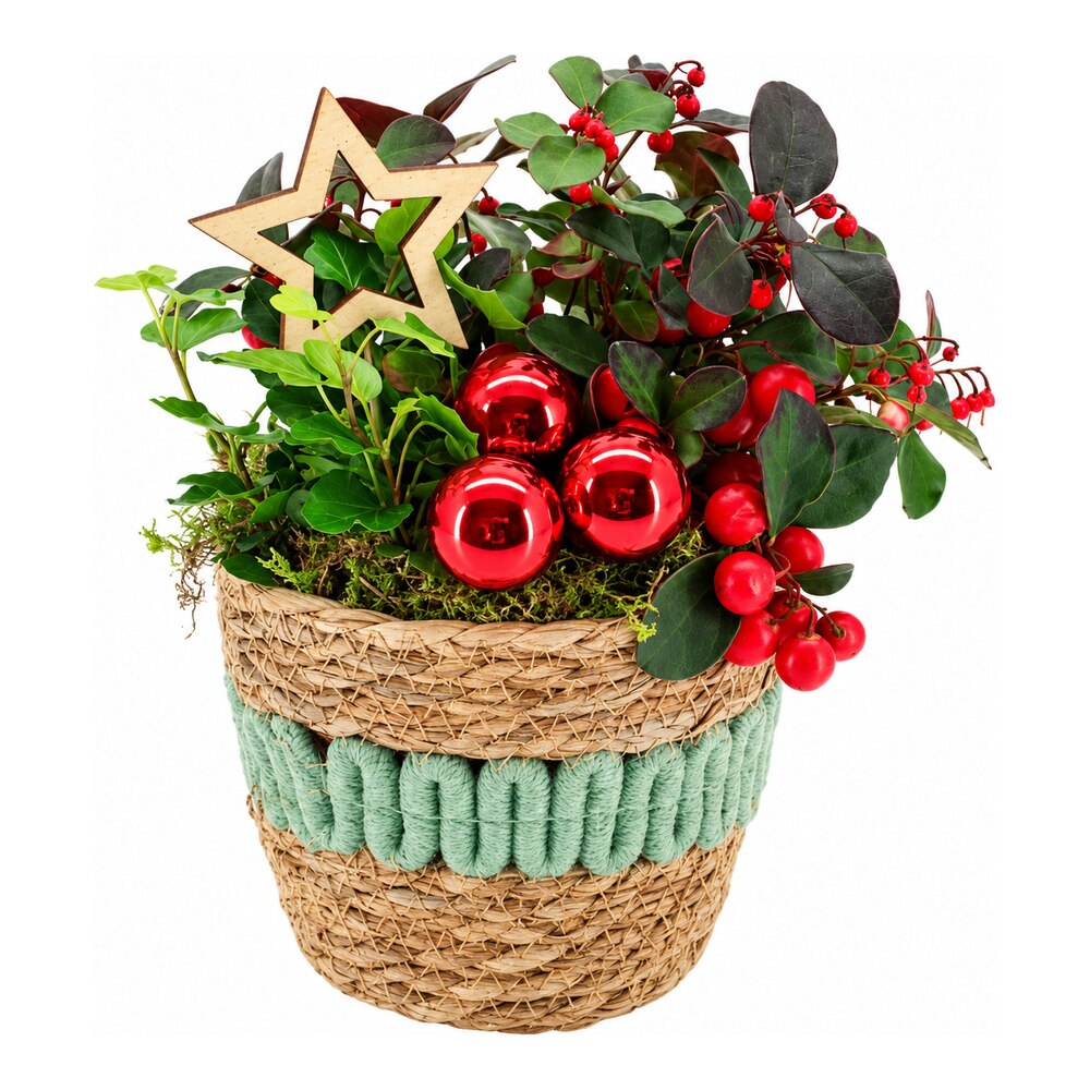 Aranjament Gaultheria in cos decorativ, H 20 cm