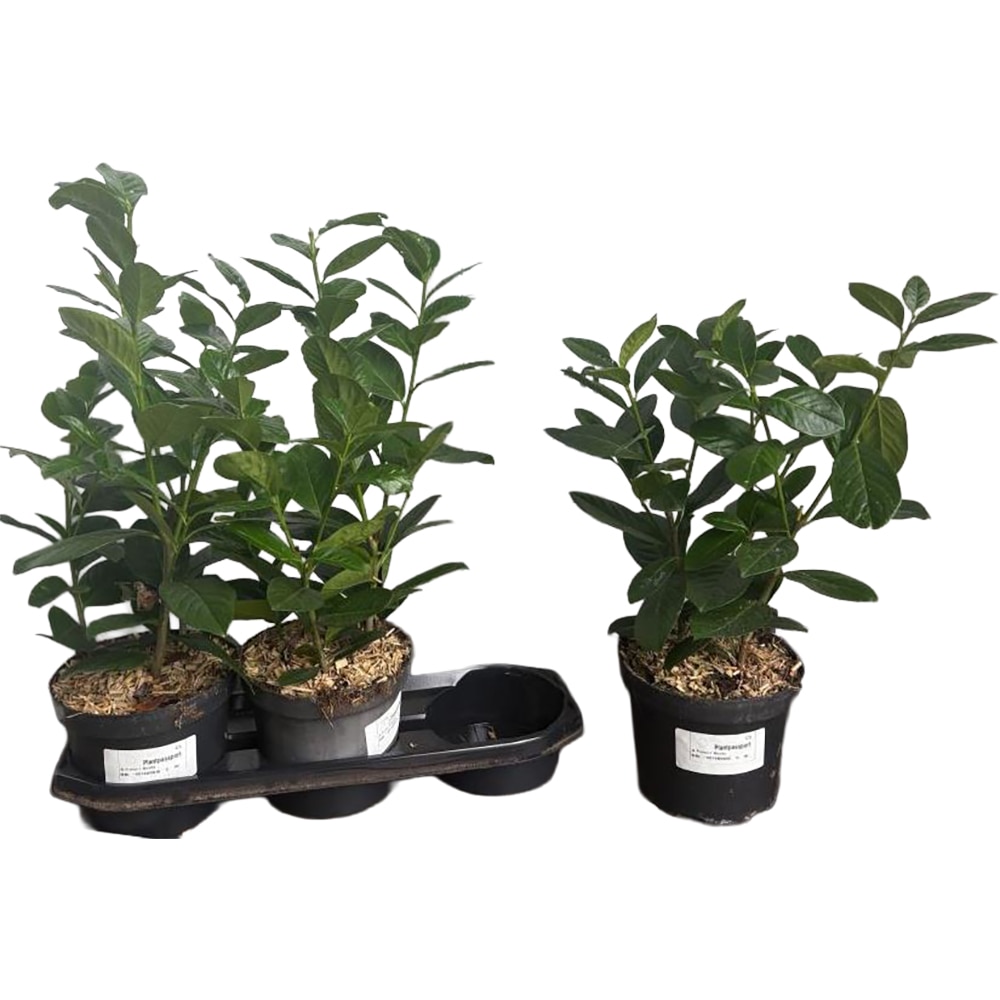 Prunus Lauroserasus Novita, D19cm, H40-60cm