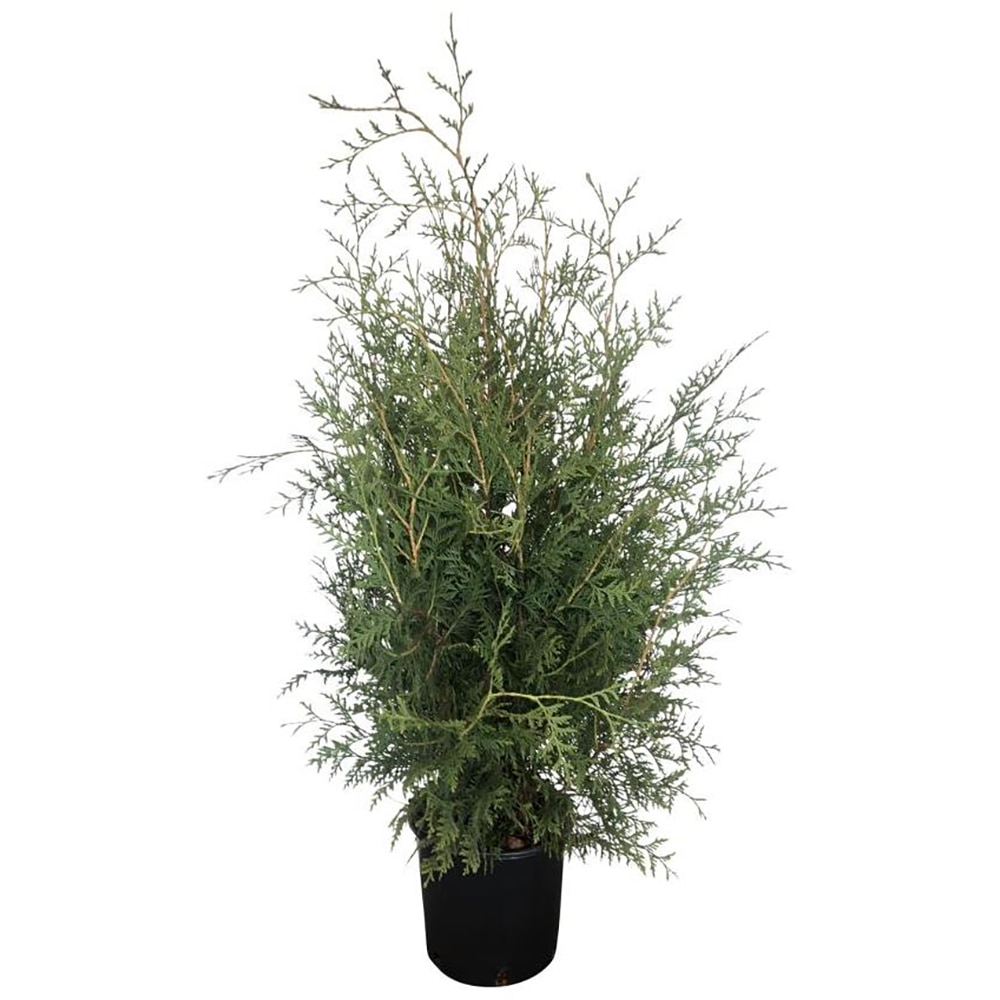 Thuja Occidentalis Brabant, D23cm, H80-100cm
