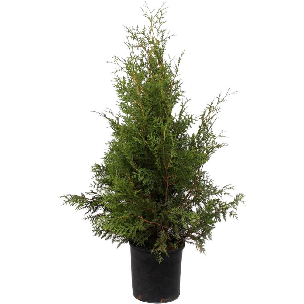 Thuja Occidentalis Brabant, D28cm, H120-140cm