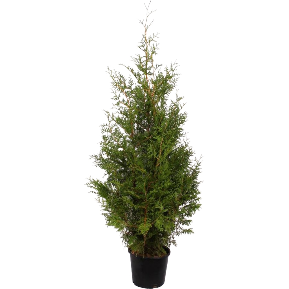 Thuja Occidentalis Brabant, D32cm, H140-160cm