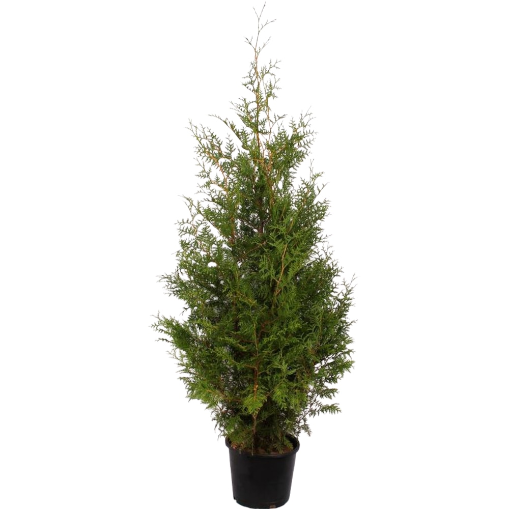 Thuja Occidentalis Brabant, D32cm, H+175cm