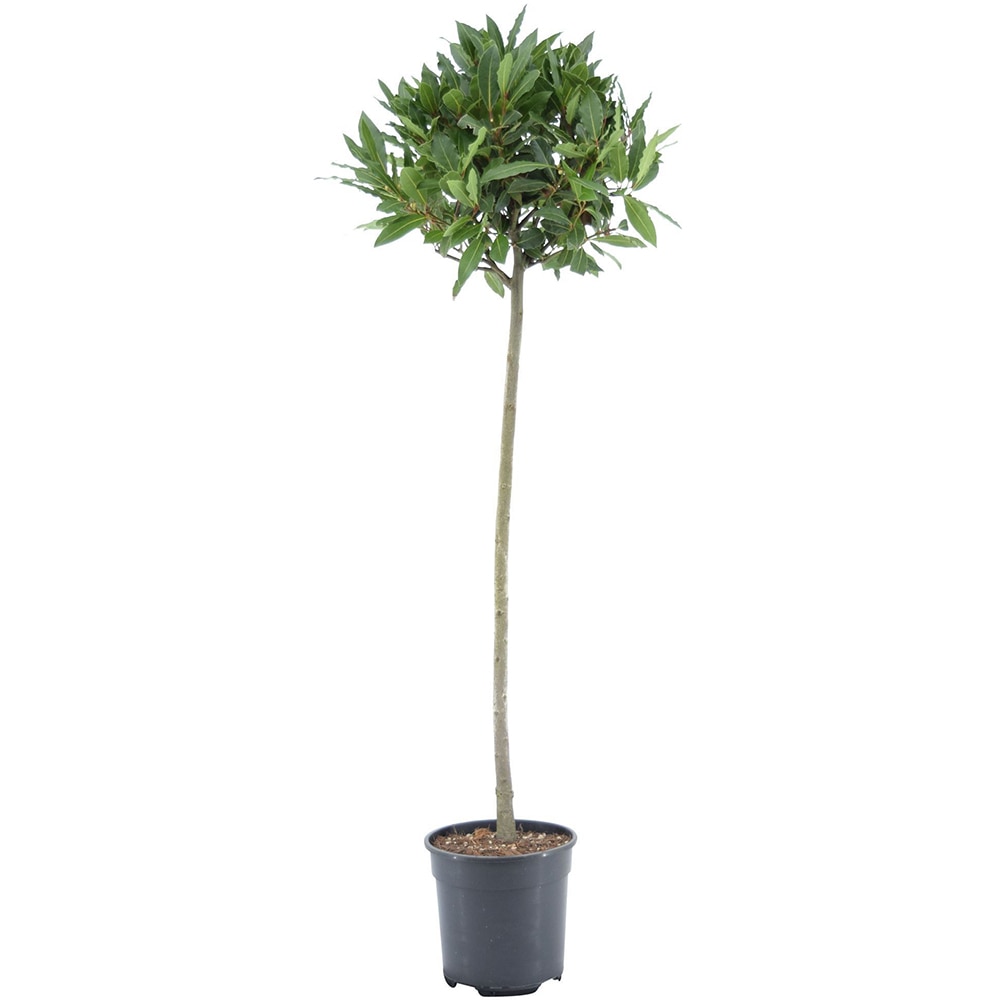 Laurus Nobilis, D20 cm, H95 cm
