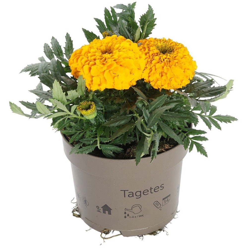 Mix Plante Perene, D 17 cm, H 20 cm