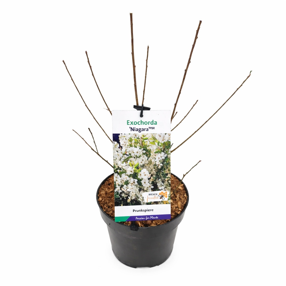 Arbust foios Exochorda R. Niagara, H 70 cm