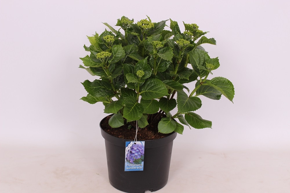 Hydrangea Albastra, in ghiveci, 15 - 45 cm