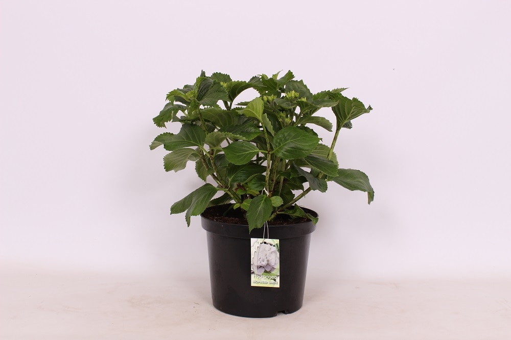 Hydrangea Alba, in ghiveci, 15 - 45 cm