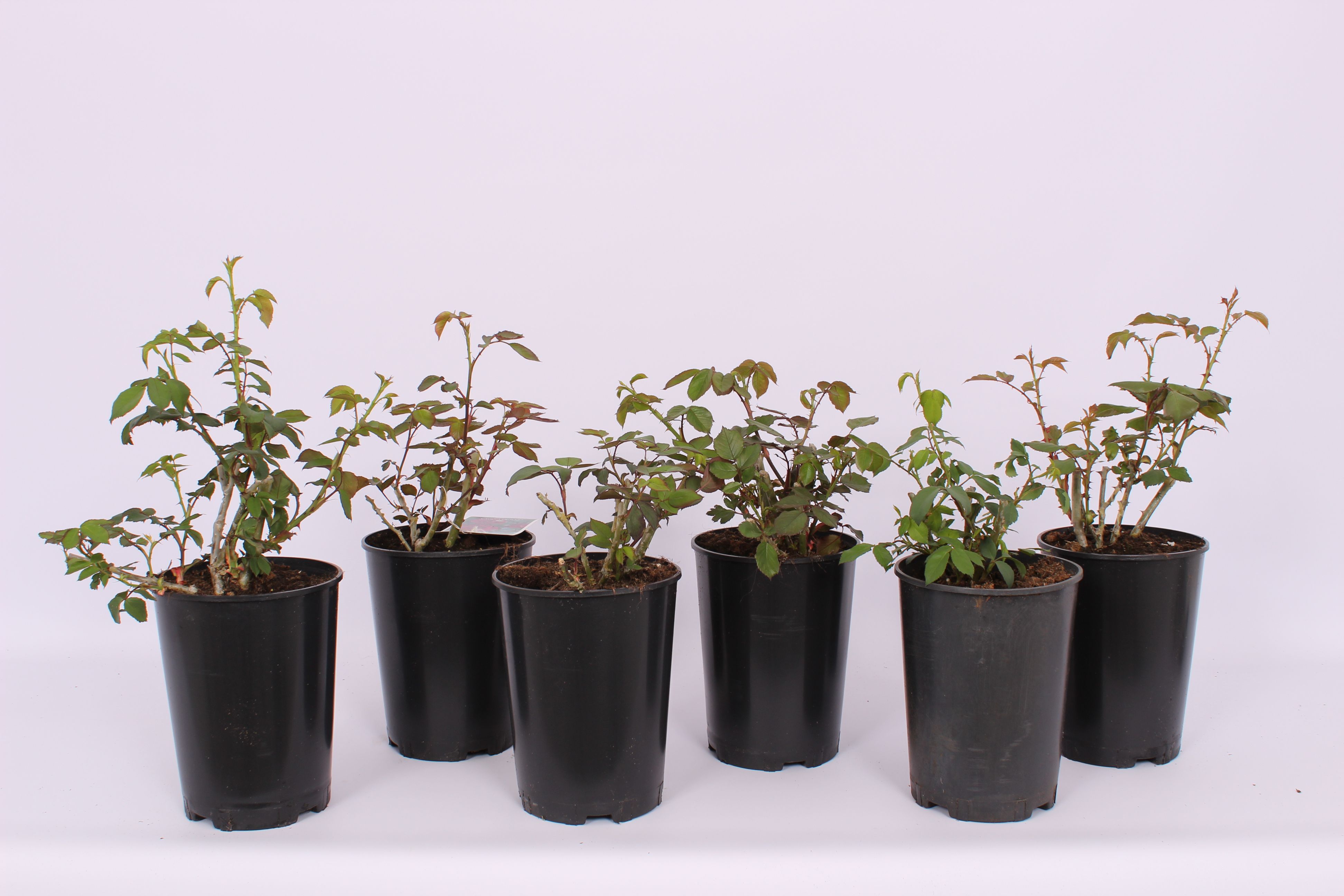 Trandafir Climbing Rose, in ghiveci