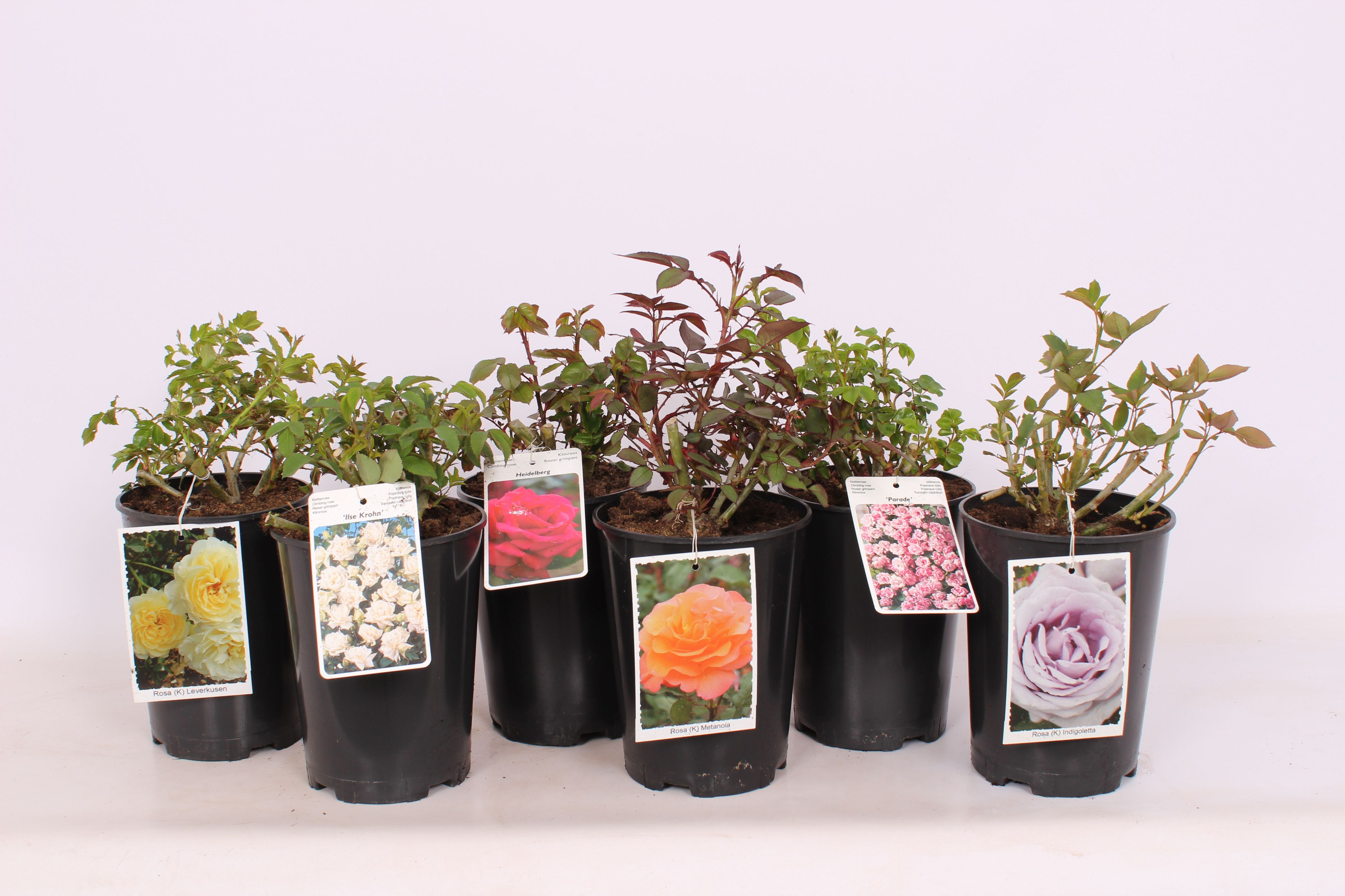 Trandafir Climbing Rose, in ghiveci