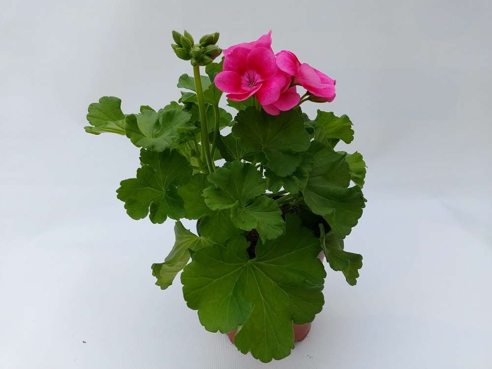 Sum Pelargonium Pretty Little, diametru 13 cm