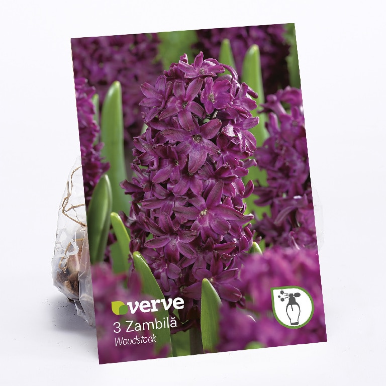 Bulbi zambila Woodstock VERVE, 3 bucati