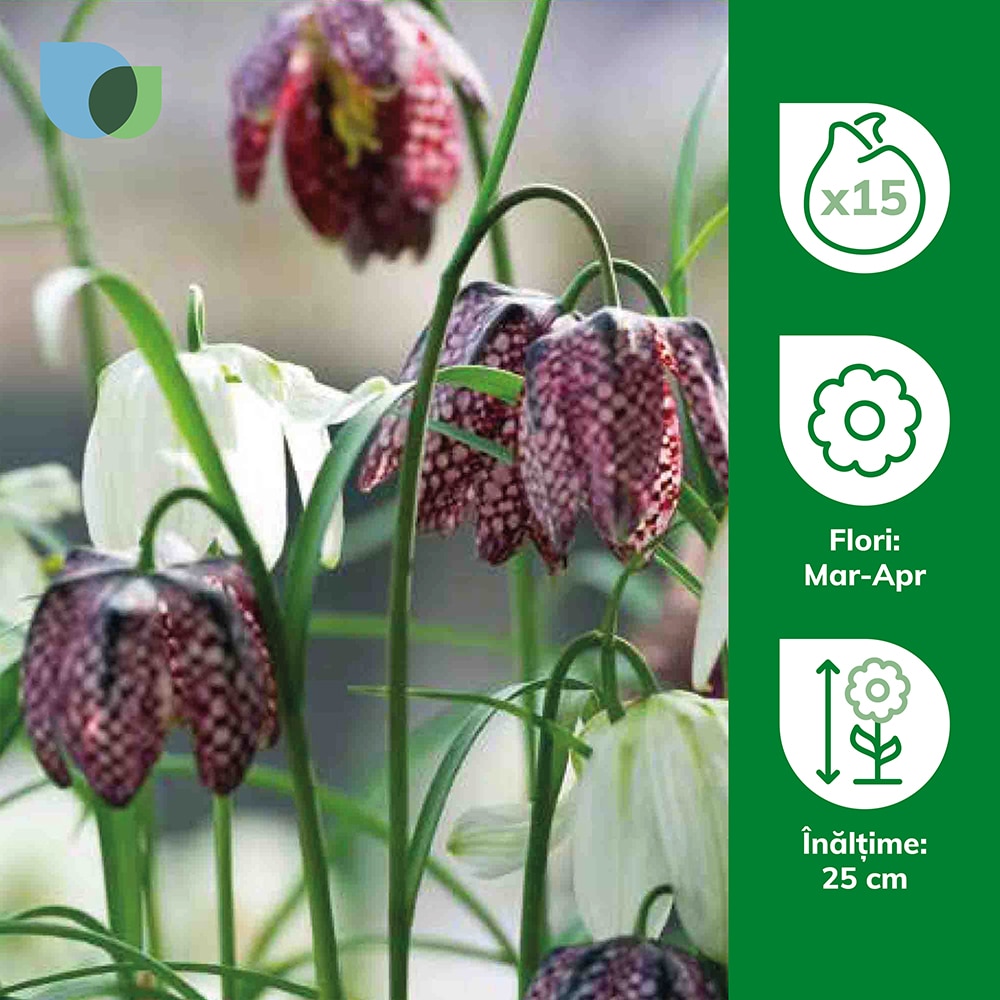 Bulb Snake S Head Fritillary