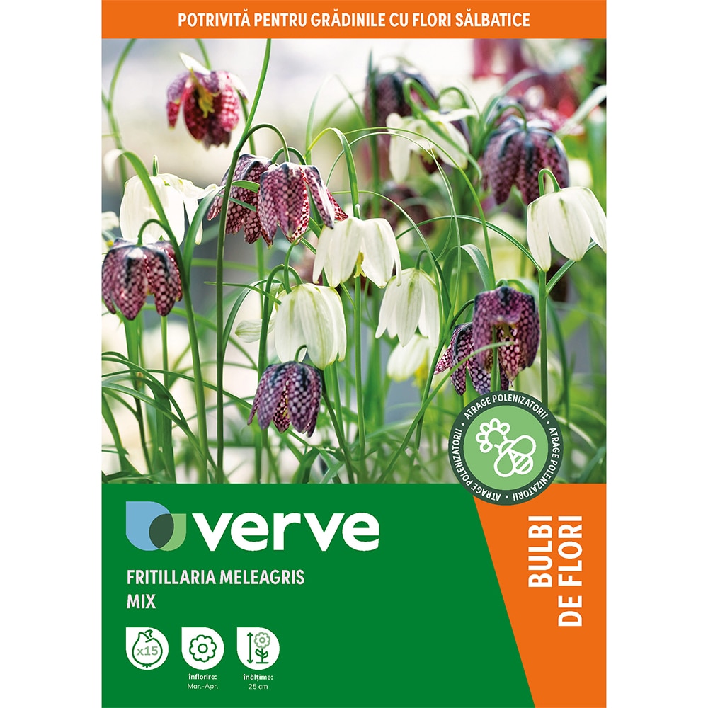 Bulb Snake S Head Fritillary