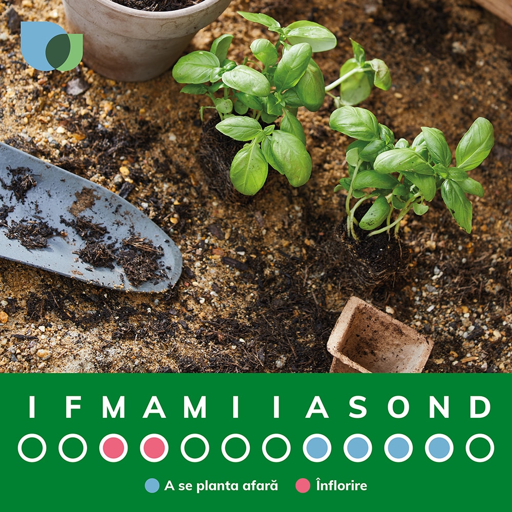 Bulb Snake S Head Fritillary