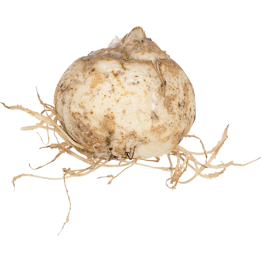 Bulb Snake S Head Fritillary