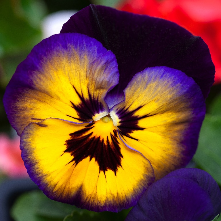 Panseluta asortata 10.5 cm