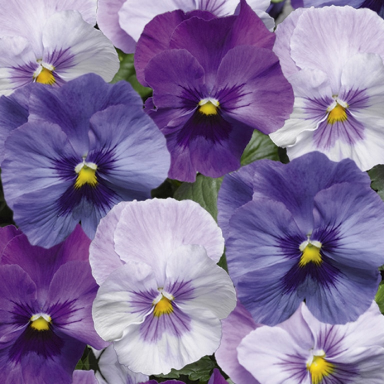 Panseluta asortata 10.5 cm