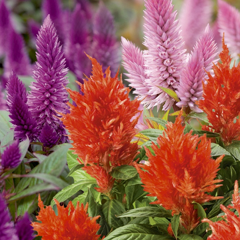 Creasta cocosului kelos 13 cm