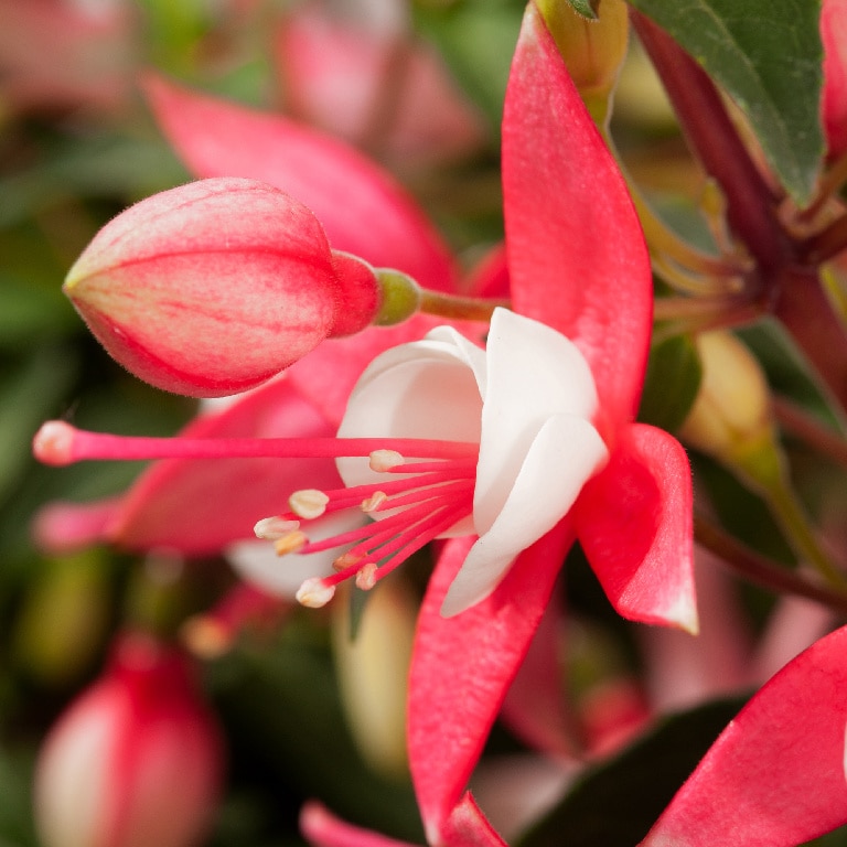 Fuchsia assortata 6 buc.