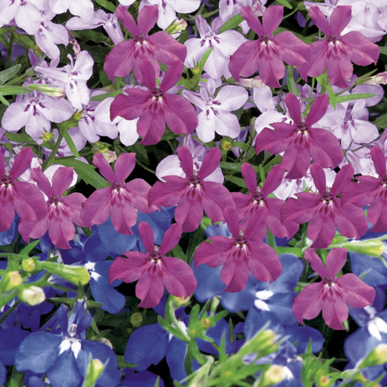 Lobelia 10.5 cm