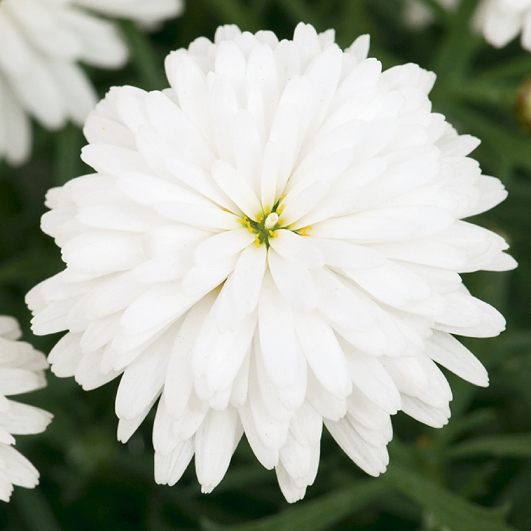 Margareta Asortata 13 Cm