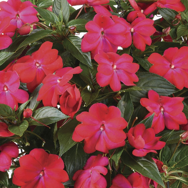 Planta Ext. New Guinea Impatiens