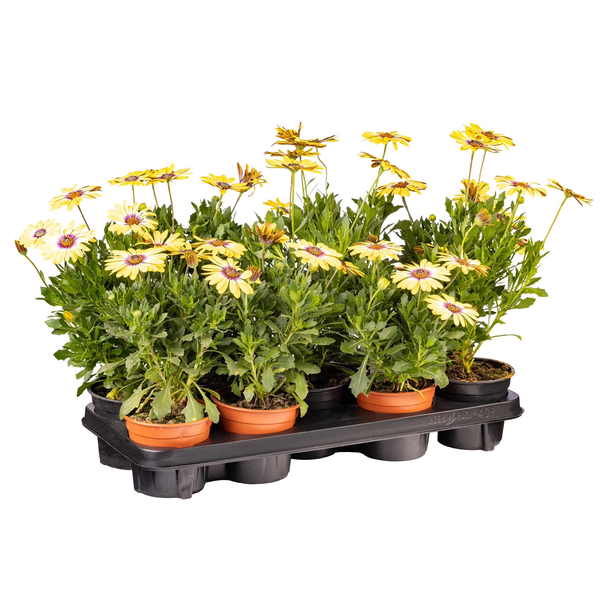 Margareta albastra, 13 cm