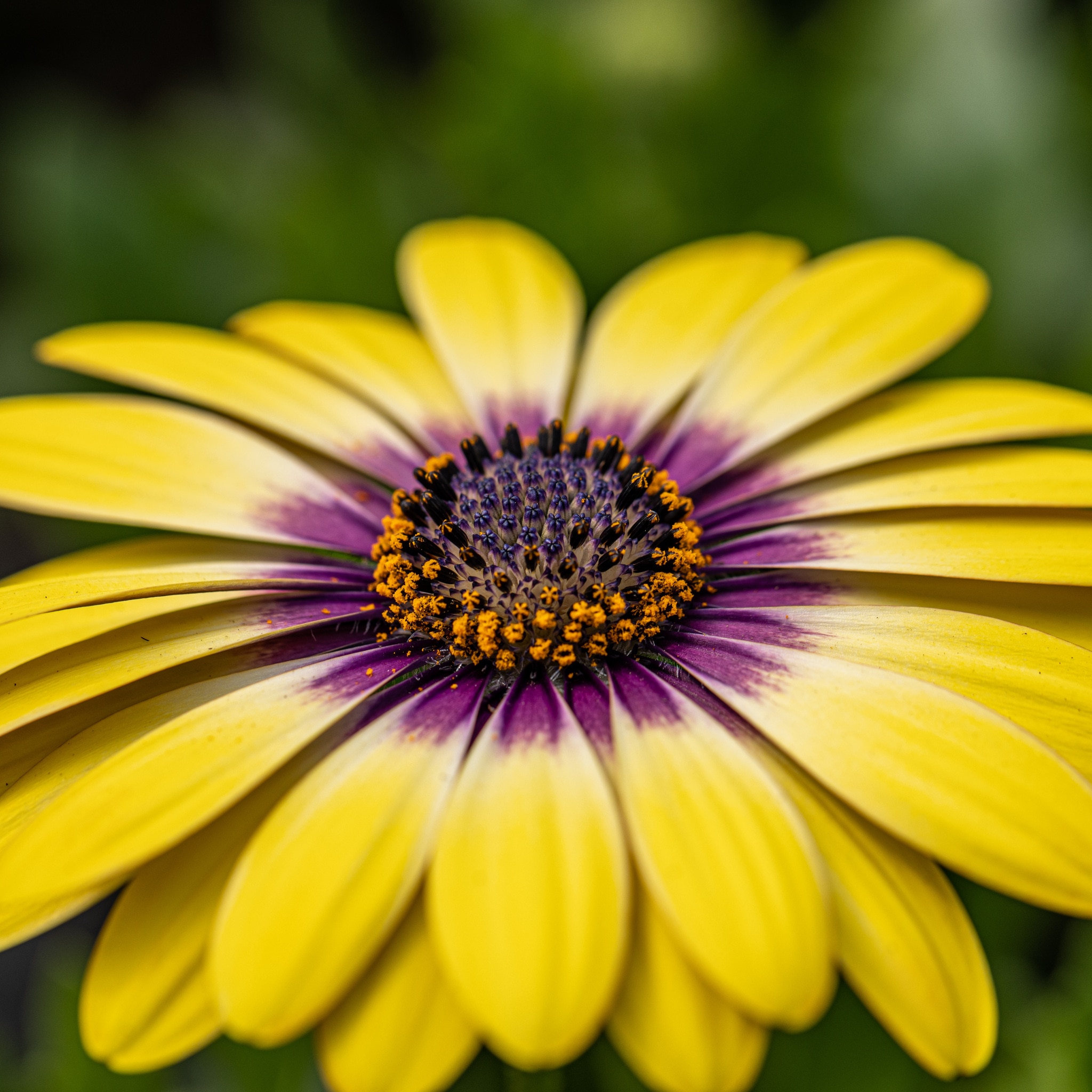 Margareta albastra, 13 cm