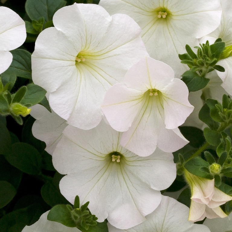 Petunie asortata 10.5 cm