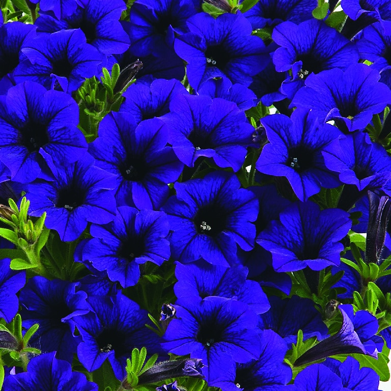 Mini petunie asortata 13 cm