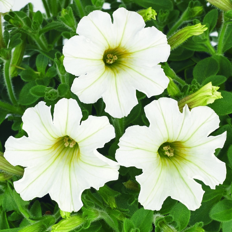 Mini petunie asortata 13 cm